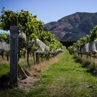2025 Forrest Chardonnay
